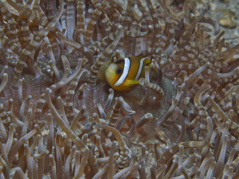 Clown Fish, Sabang Point